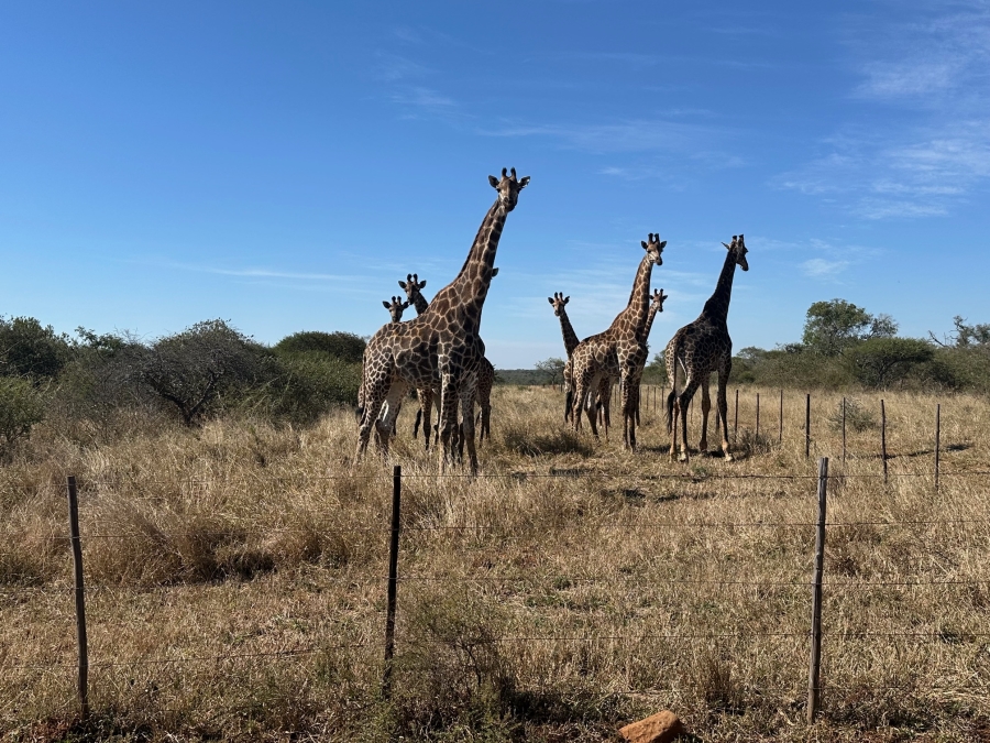 Commercial Property for Sale in Louis Trichardt Limpopo