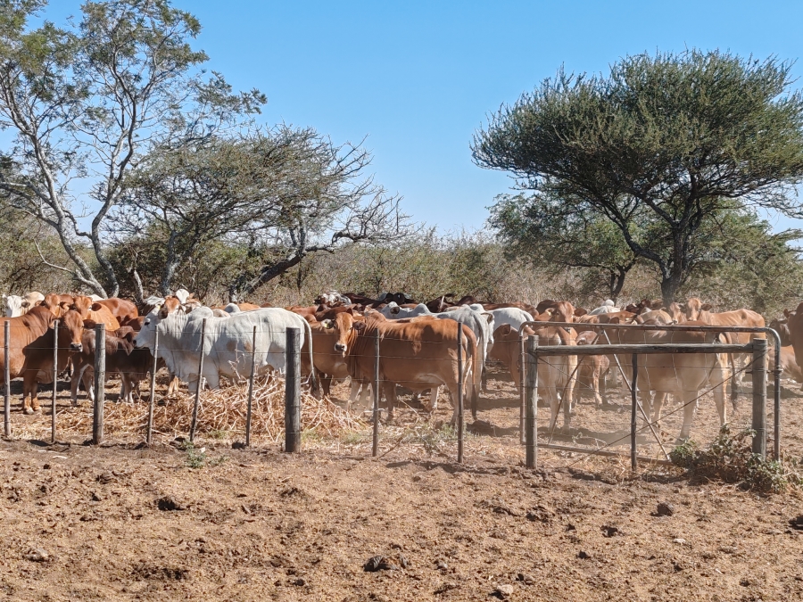 Commercial Property for Sale in Louis Trichardt Limpopo