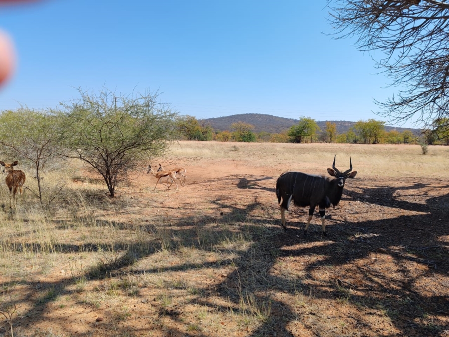 Commercial Property for Sale in Musina Limpopo