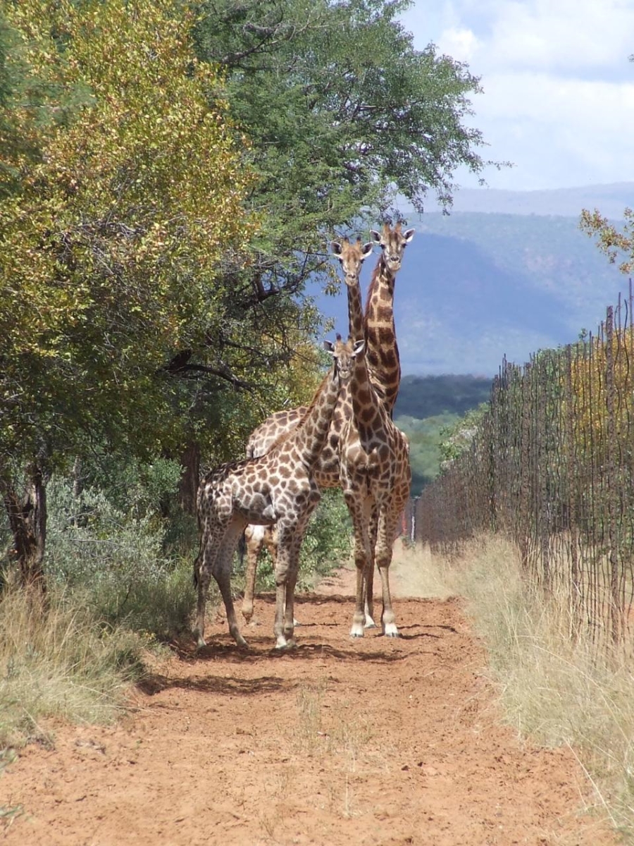 Commercial Property for Sale in Thabazimbi Limpopo