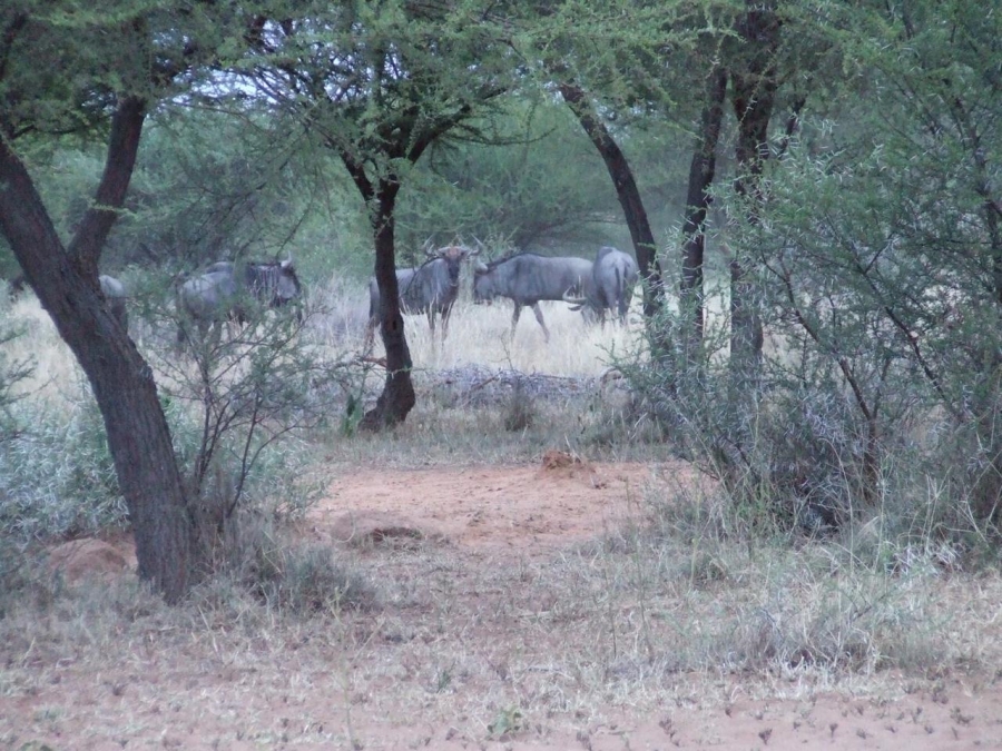 Commercial Property for Sale in Thabazimbi Limpopo