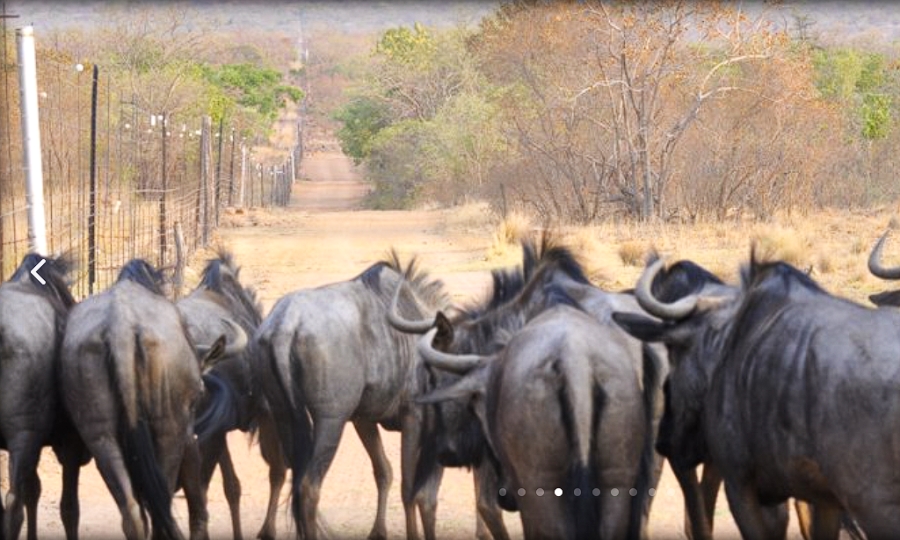 Commercial Property for Sale in Modimolle Limpopo