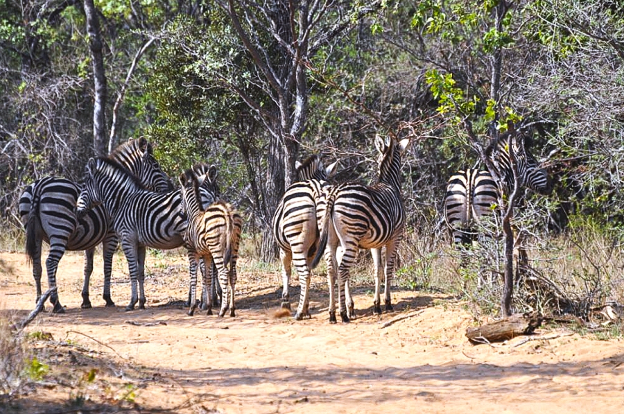 Commercial Property for Sale in Modimolle Limpopo