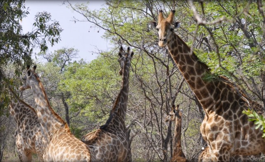 Commercial Property for Sale in Modimolle Limpopo