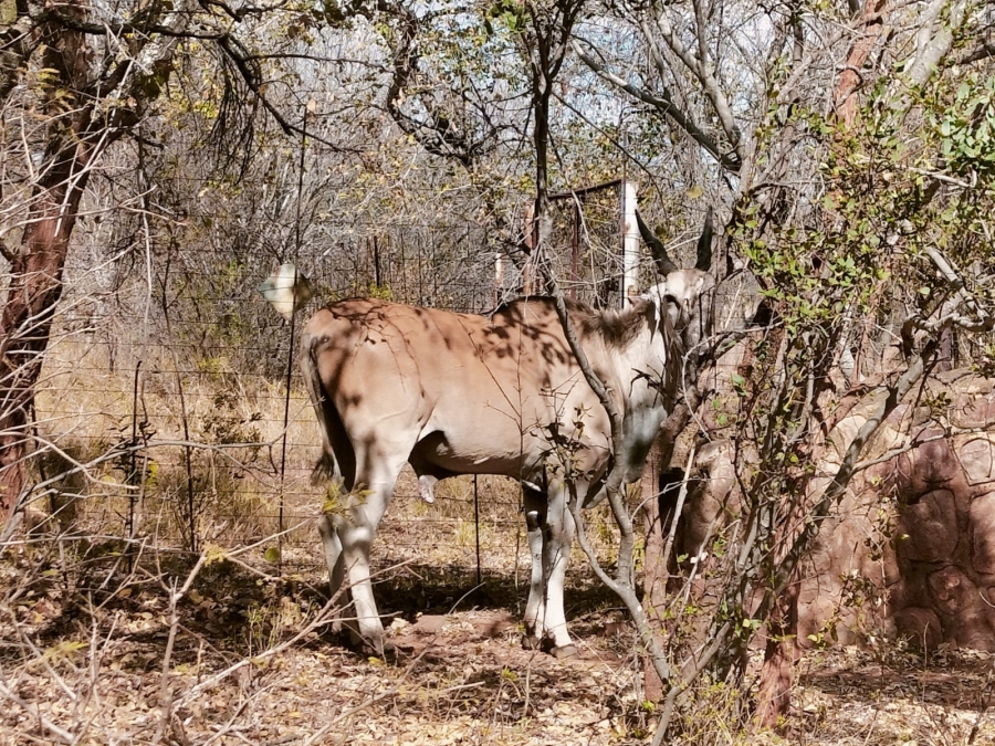 Commercial Property for Sale in Modimolle Rural Limpopo