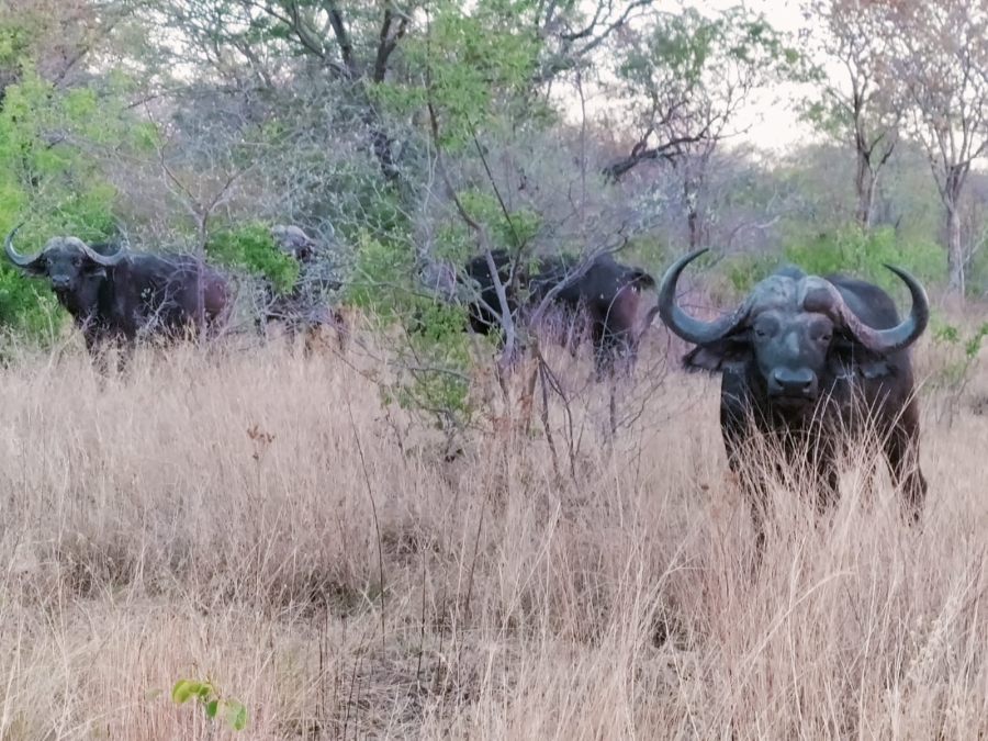 Commercial Property for Sale in Modimolle Rural Limpopo