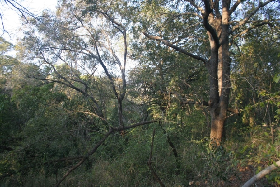 0 Bedroom Property for Sale in Blyderus AH Limpopo