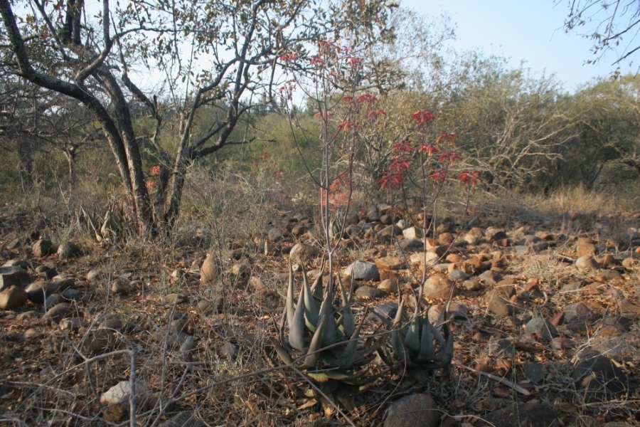 0 Bedroom Property for Sale in Blyderus AH Limpopo