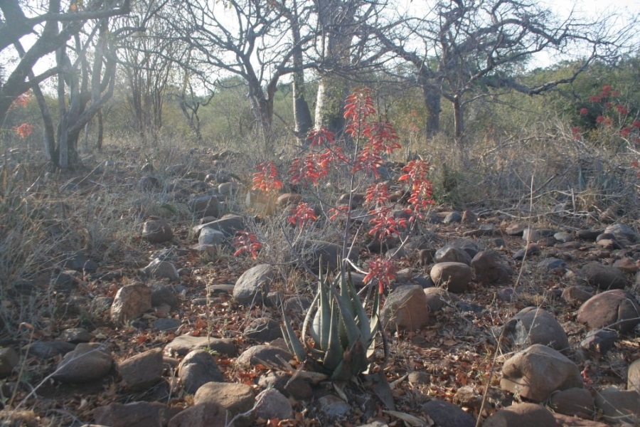 0 Bedroom Property for Sale in Blyderus AH Limpopo