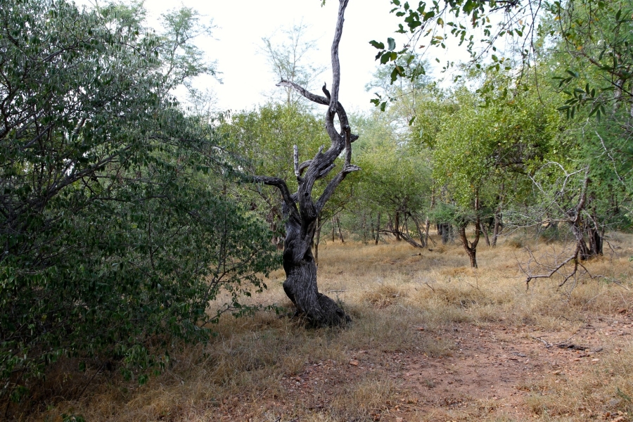 0 Bedroom Property for Sale in Liverpool Limpopo