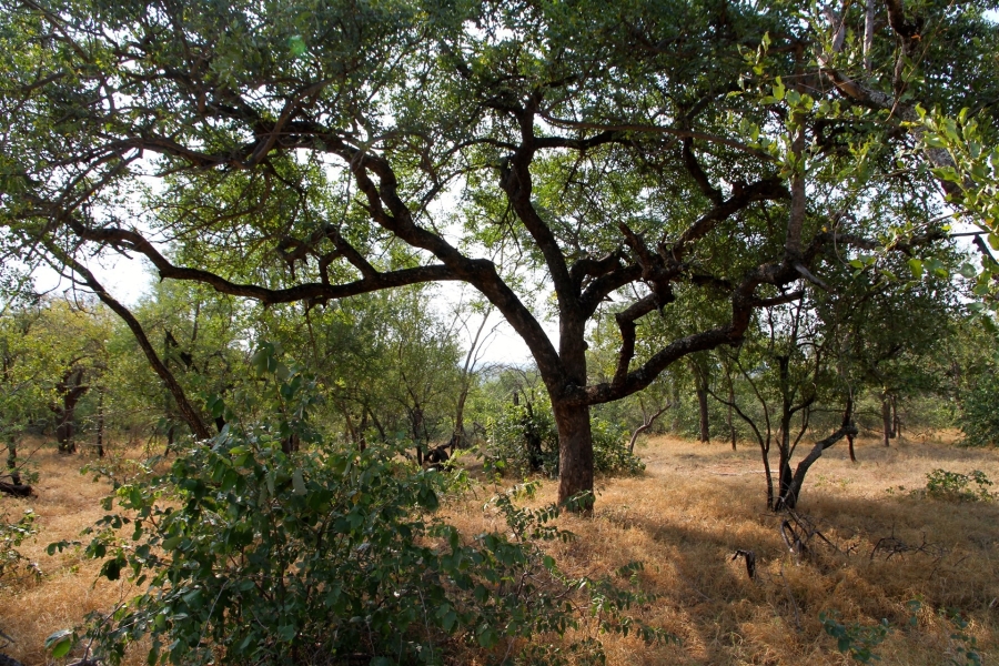 0 Bedroom Property for Sale in Liverpool Limpopo