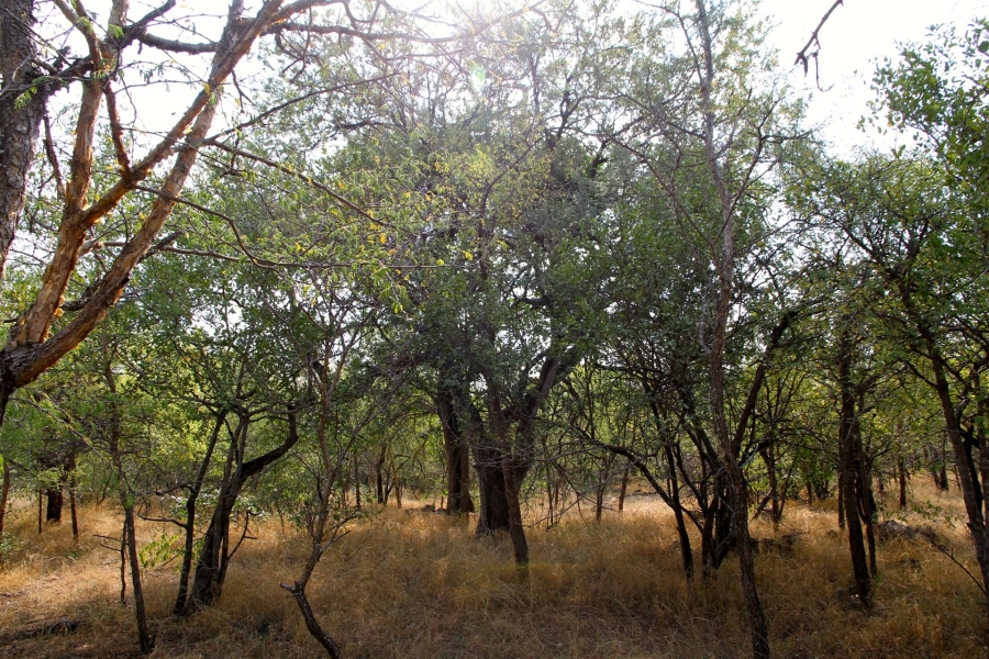 0 Bedroom Property for Sale in Liverpool Limpopo