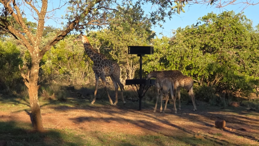 6 Bedroom Property for Sale in Verloren Estate Limpopo