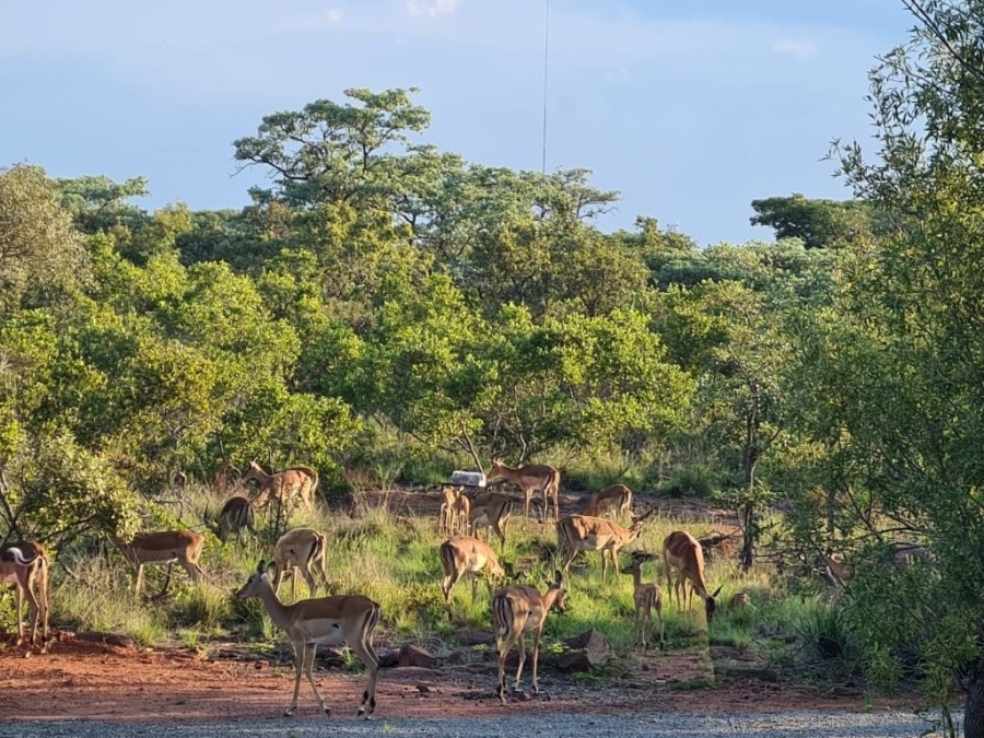 6 Bedroom Property for Sale in Verloren Estate Limpopo