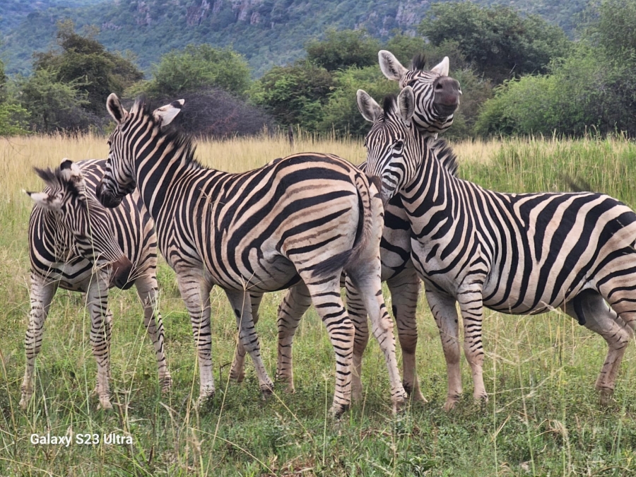 6 Bedroom Property for Sale in Verloren Estate Limpopo