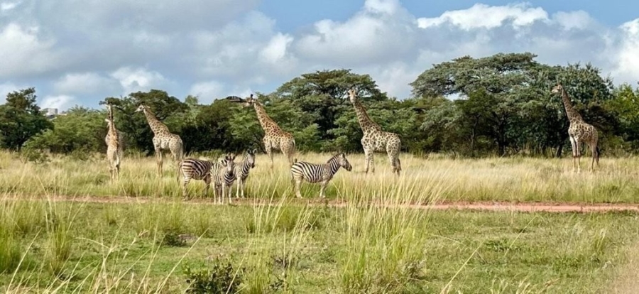 6 Bedroom Property for Sale in Verloren Estate Limpopo