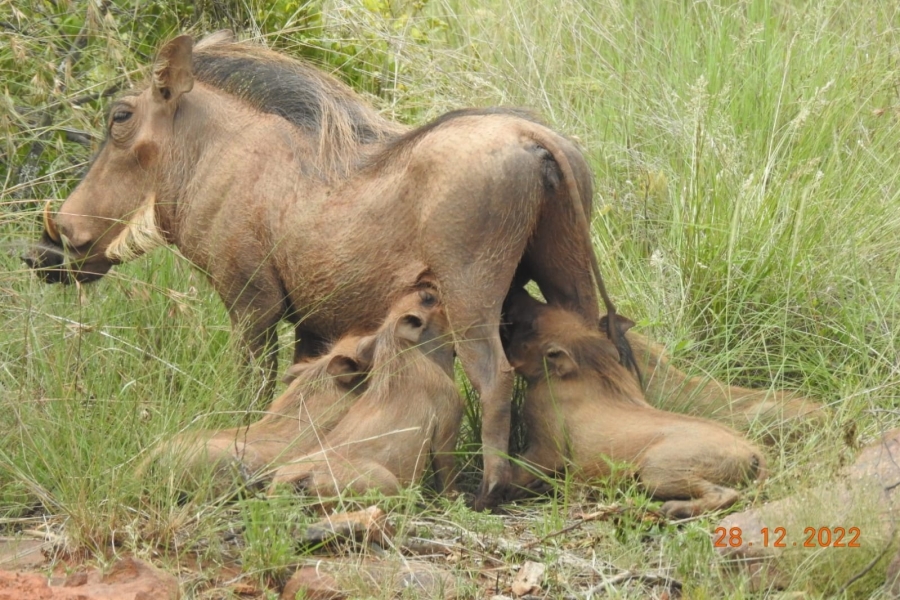 6 Bedroom Property for Sale in Verloren Estate Limpopo