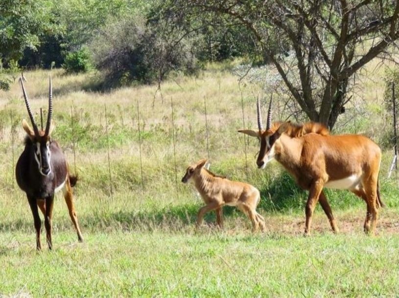 6 Bedroom Property for Sale in Verloren Estate Limpopo