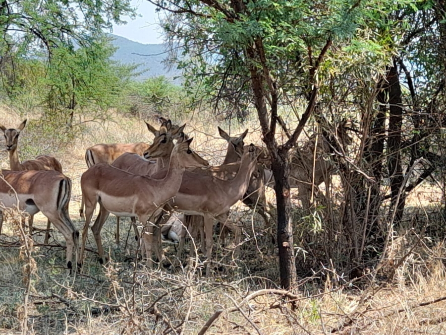 20 Bedroom Property for Sale in Bela Bela Limpopo