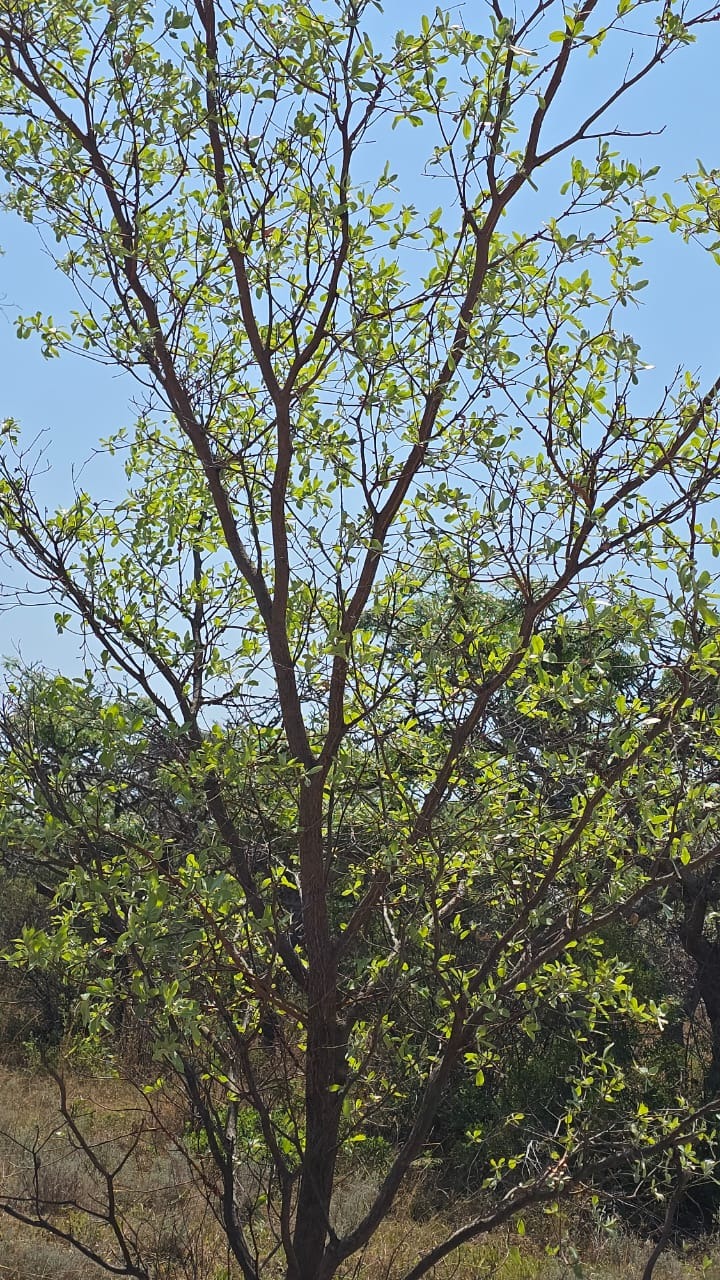 20 Bedroom Property for Sale in Bela Bela Limpopo