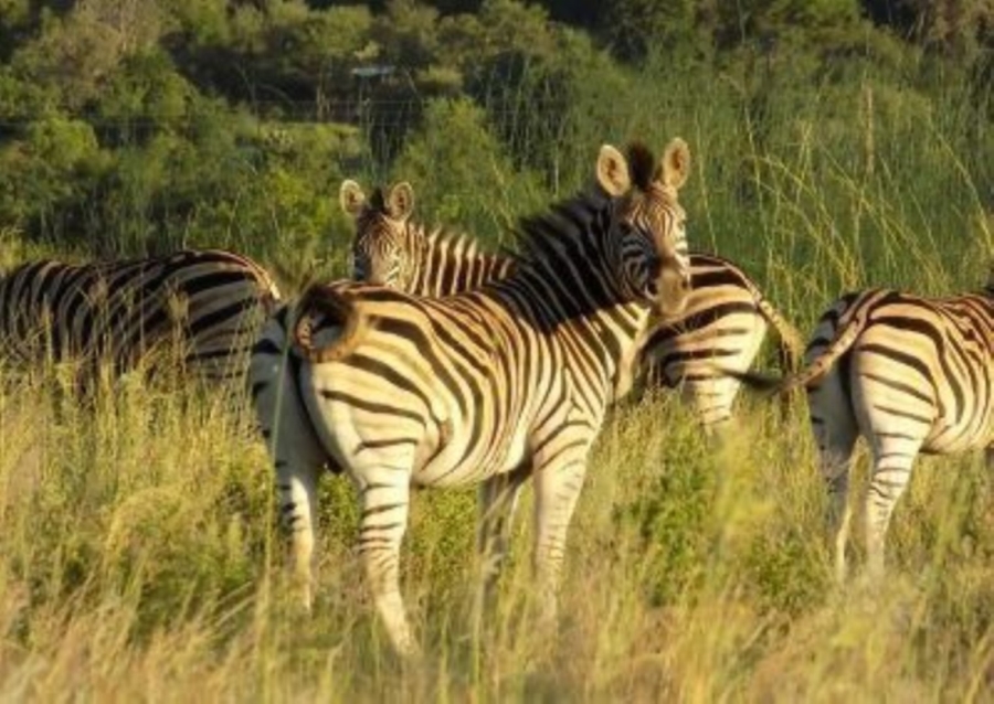 0 Bedroom Property for Sale in Modimolle Limpopo