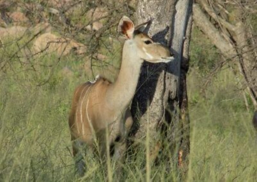 0 Bedroom Property for Sale in Modimolle Limpopo