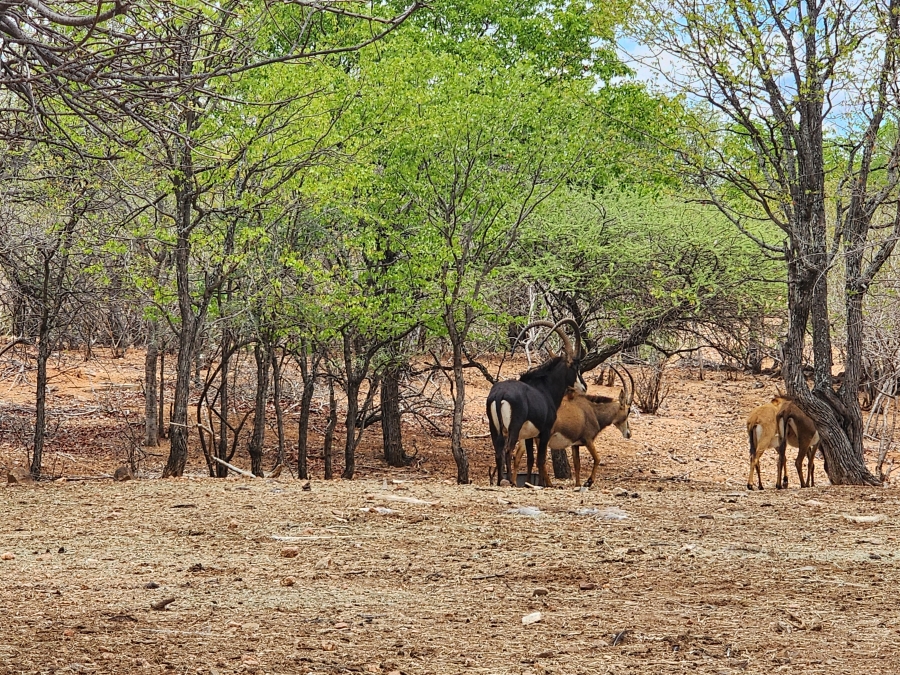 Commercial Property for Sale in Mopane Limpopo