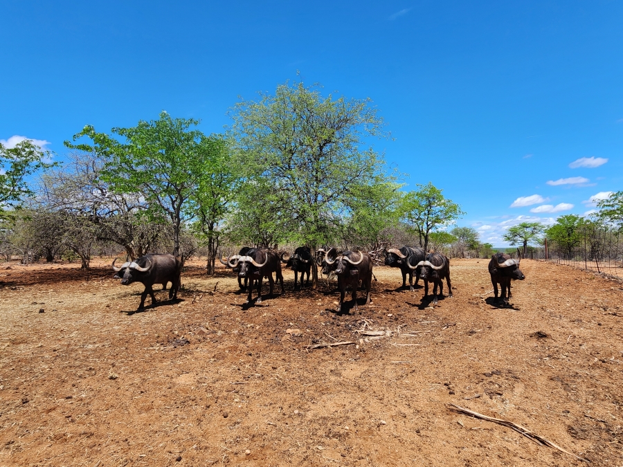 Commercial Property for Sale in Mopane Limpopo