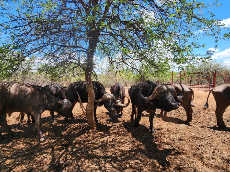 Commercial Property for Sale in Mopane Limpopo