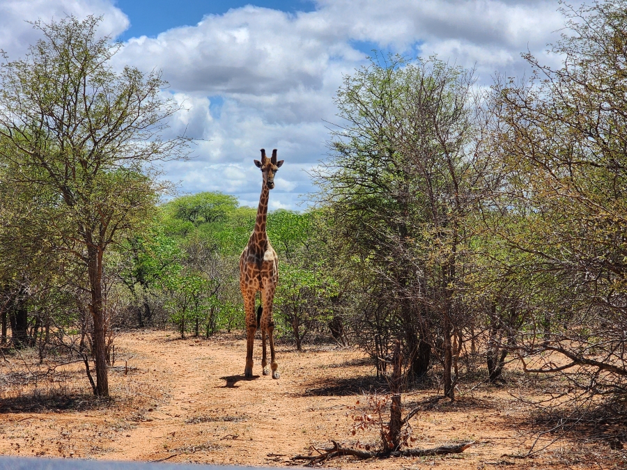 Commercial Property for Sale in Mopane Limpopo