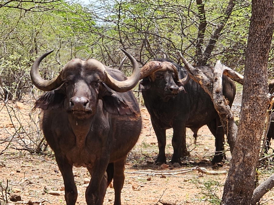 Commercial Property for Sale in Mopane Limpopo