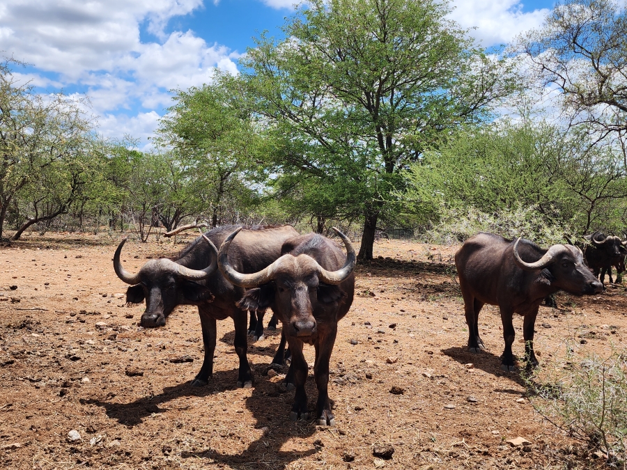 Commercial Property for Sale in Mopane Limpopo