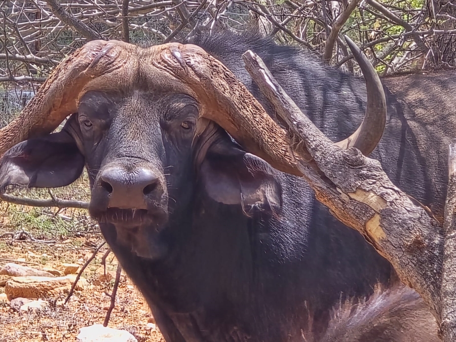 Commercial Property for Sale in Mopane Limpopo