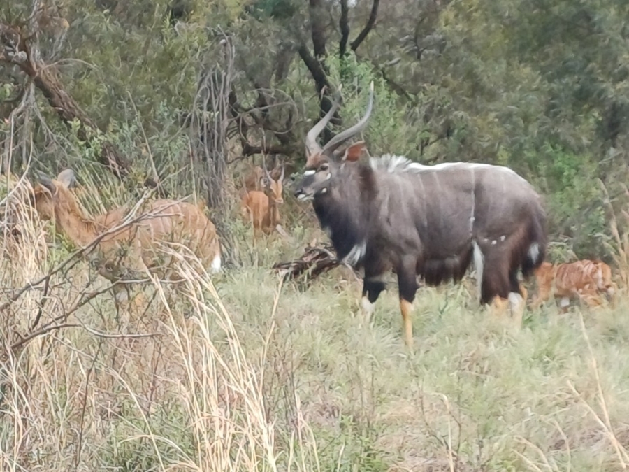 4 Bedroom Property for Sale in Bela Bela Limpopo