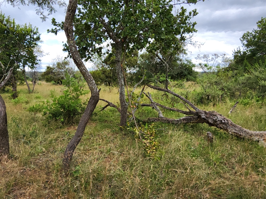 12 Bedroom Property for Sale in Polokwane Rural Limpopo