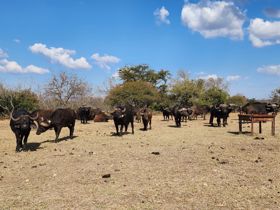 12 Bedroom Property for Sale in Polokwane Rural Limpopo