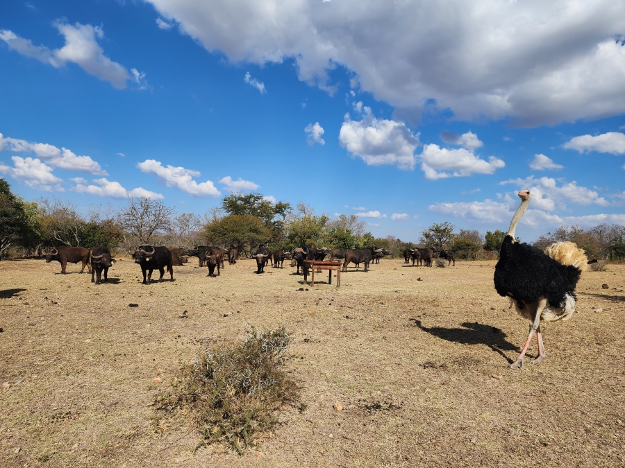 12 Bedroom Property for Sale in Polokwane Rural Limpopo