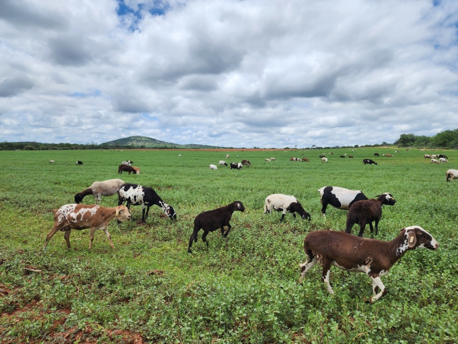 4 Bedroom Property for Sale in Musina Limpopo