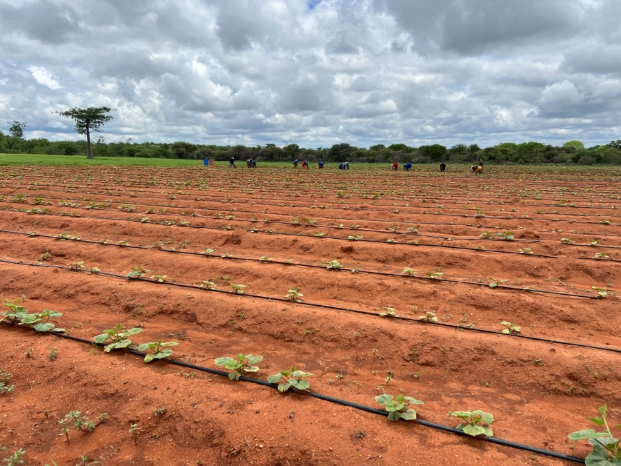 4 Bedroom Property for Sale in Musina Limpopo