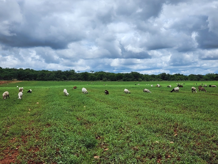 4 Bedroom Property for Sale in Musina Limpopo