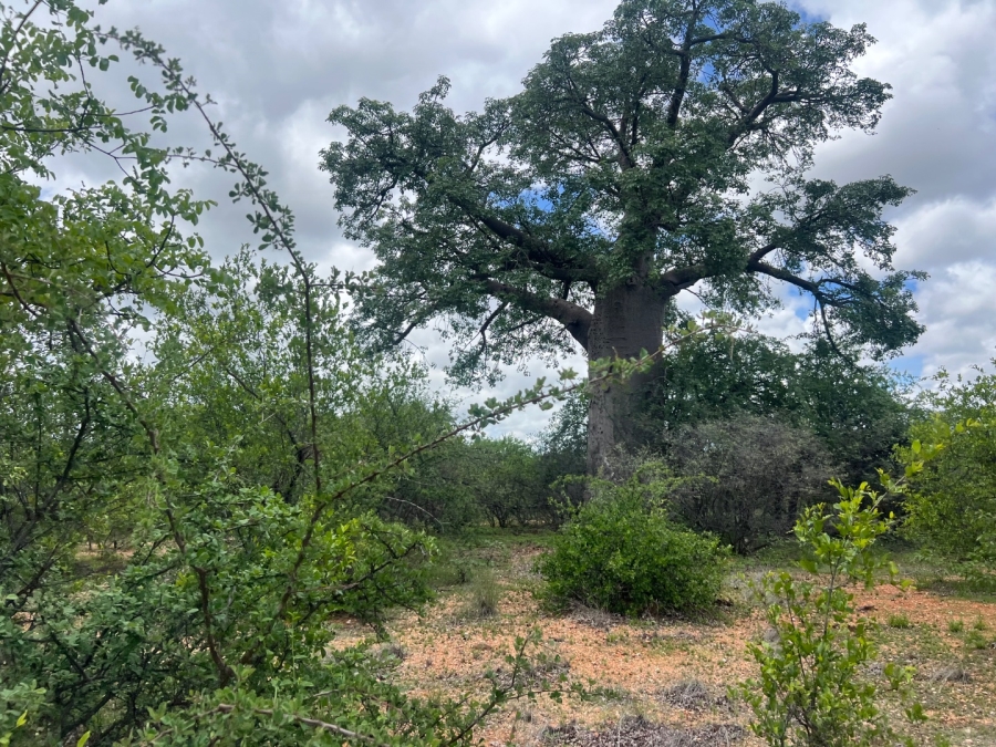 4 Bedroom Property for Sale in Musina Limpopo