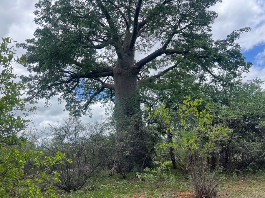 4 Bedroom Property for Sale in Musina Limpopo