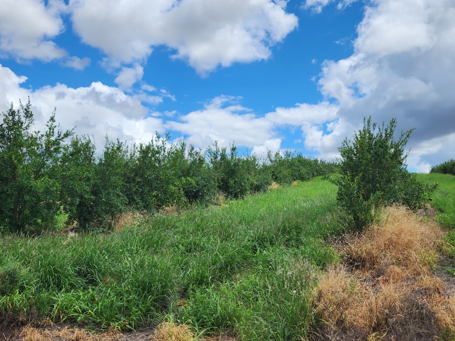 0 Bedroom Property for Sale in Musina Limpopo