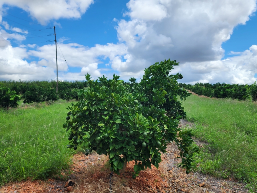 0 Bedroom Property for Sale in Musina Limpopo