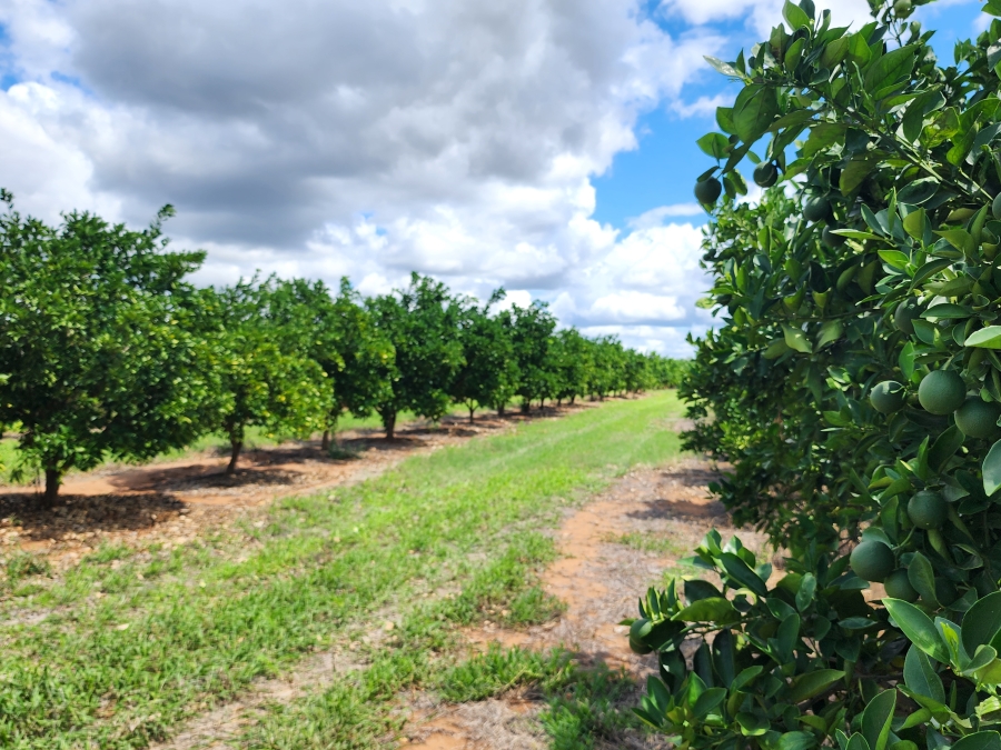 0 Bedroom Property for Sale in Musina Limpopo