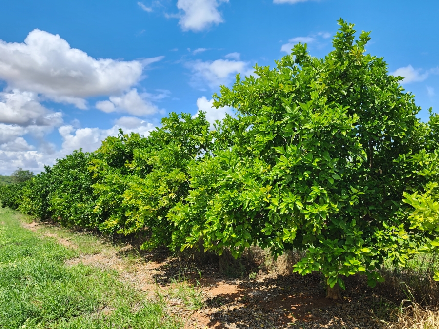 0 Bedroom Property for Sale in Musina Limpopo