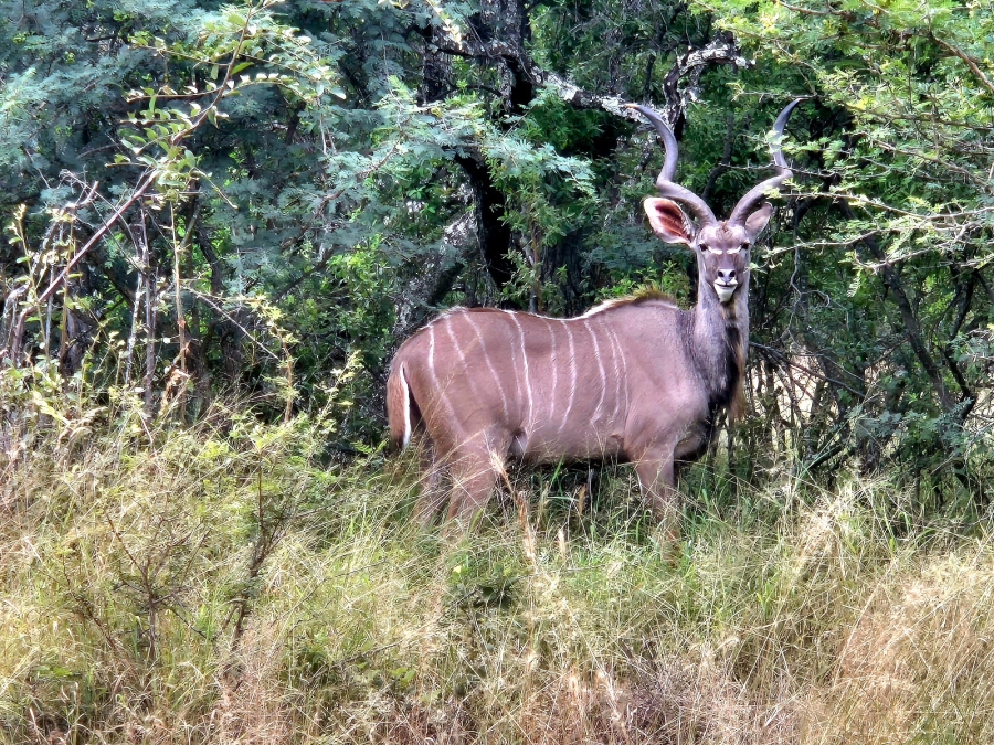 4 Bedroom Property for Sale in Euphoria Golf Estate Limpopo