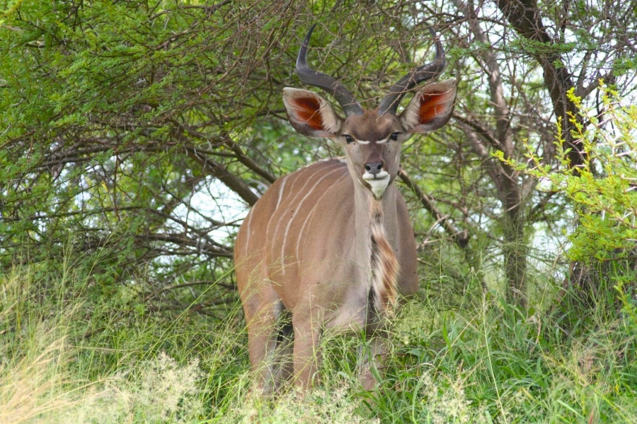 4 Bedroom Property for Sale in Euphoria Golf Estate Limpopo