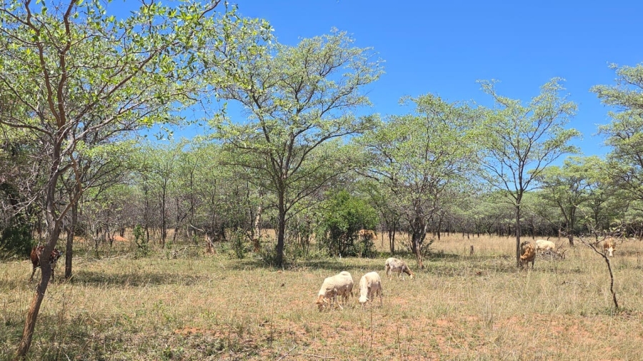 7 Bedroom Property for Sale in Bela Bela Limpopo