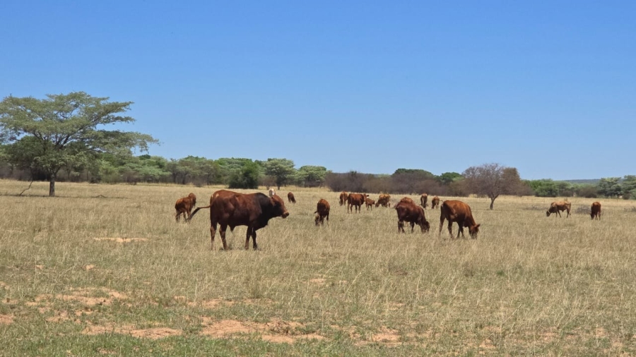 7 Bedroom Property for Sale in Bela Bela Limpopo